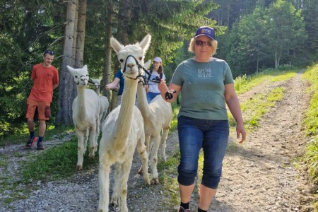 Alpakawandern mit Karin