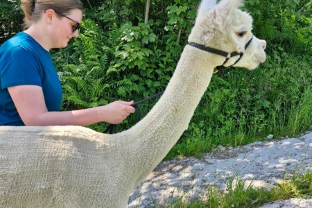 Alpakawandern mit Karin