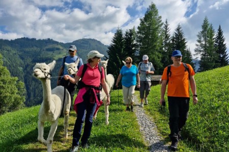 Alpakawanderung mit Karin