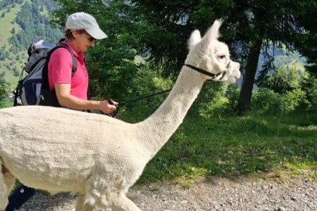 Alpakawanderung mit Karin