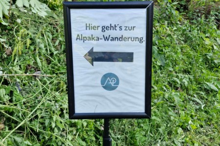 Alpakawanderung mit Karin