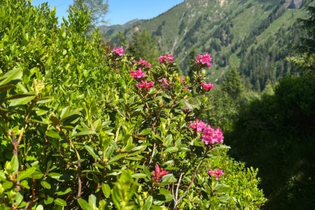 Wanderung mit Toni zum Großarler Sinnesweg