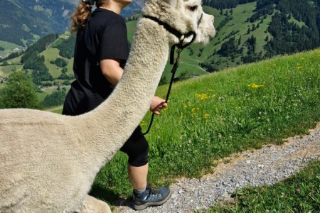 Alpakawanderung mit Karin