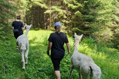 Alpakawanderung mit Karin