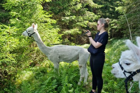 Alpakawanderung mit Karin
