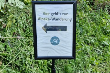 Alpakawanderung mit Karin