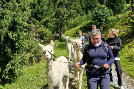 Alpakawanderung mit Karin