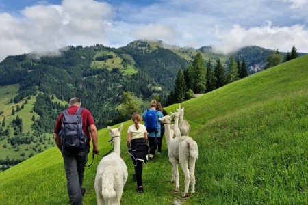Alpakawanderung mit Karin