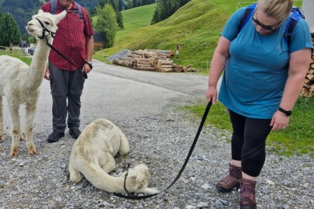 Alpakawanderung mit Karin
