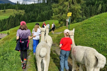 Alpaka Wanderung mit Karin