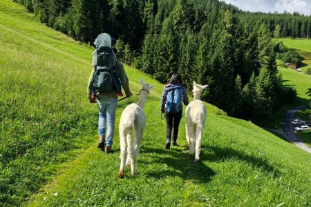Alpakawanderung mit Karin