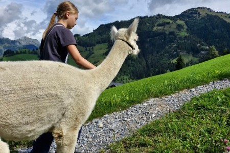 Alpakawanderung mit Karin
