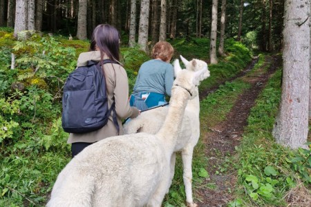 Alpakawanderung mit Karin