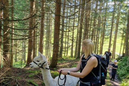 Alpakawanderung mit Karin