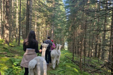 Alpakawanderung mit Karin