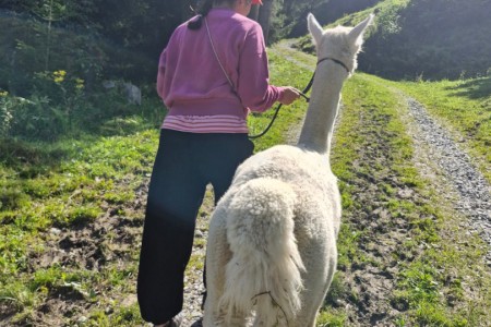 Alpakawanderung mit Karin