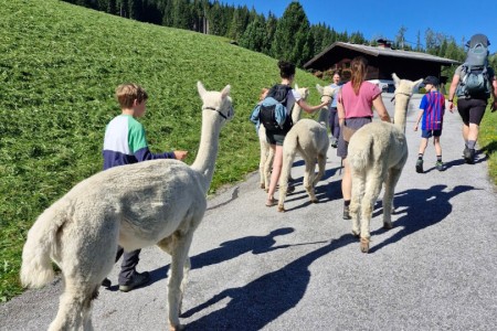 Alpakawanderung mit Karin