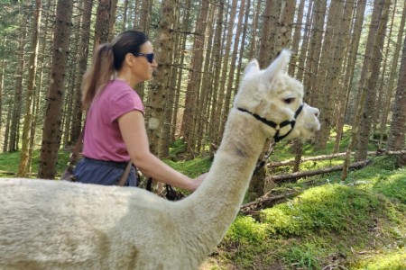 Alpakawanderung mit Karin