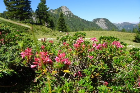 Wanderung mit Maria sen. zur Filzmoosalm