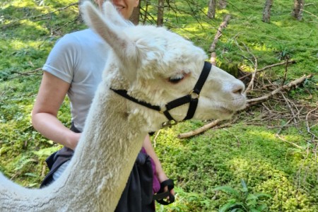 Alpakawanderung mit Karin