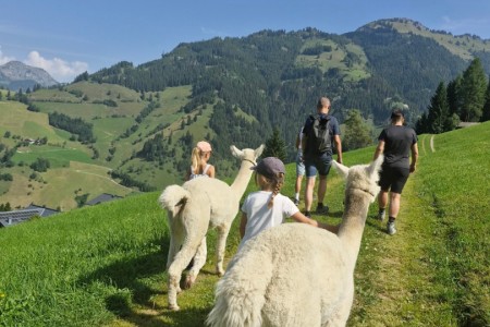 Alpakawanderung mit Karin