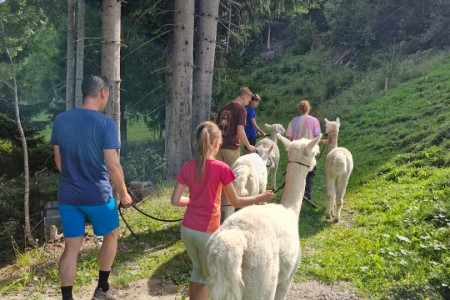Alpakawanderung mit Karin