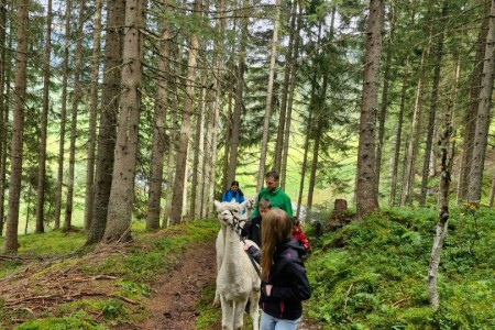 Alpakawanderung mit Karin