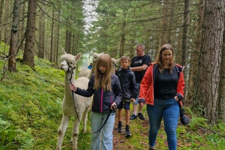 Alpakawanderung mit Karin