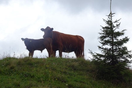 Wanderung mit Karin zur Karseggalm