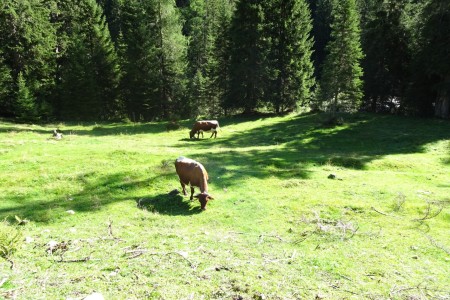 Wanderung mit Maria im Ellmautal