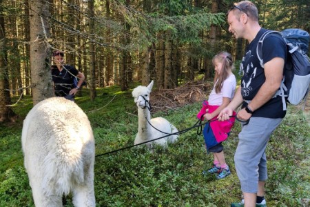 Alpakawanderung mit Karin