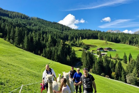 Alpakawanderung mit Karin