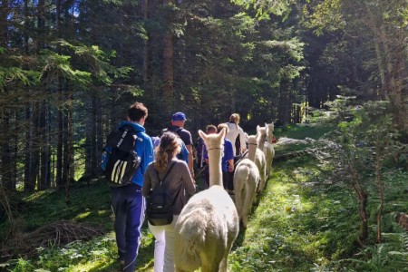 Alpakawanderung mit Karin