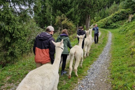 Alpakawanderung mit Karin
