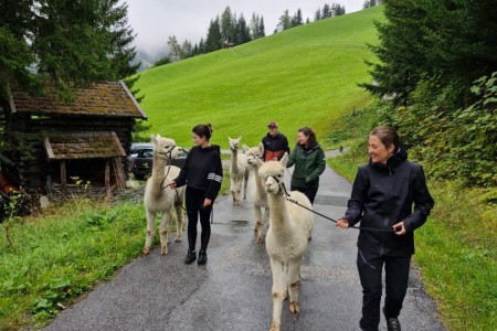 Alpakawanderung mit Karin