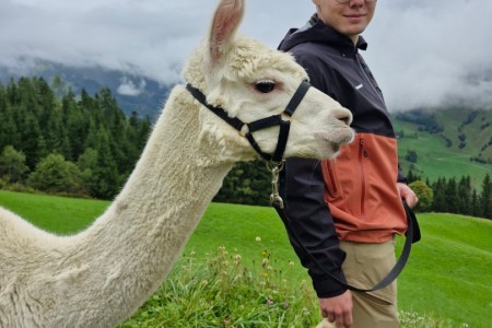 Alpakawanderung mit Karin
