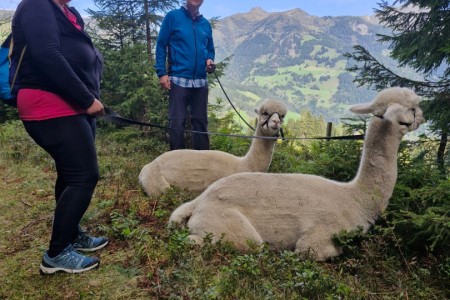 Alpakawanderung mit Karin