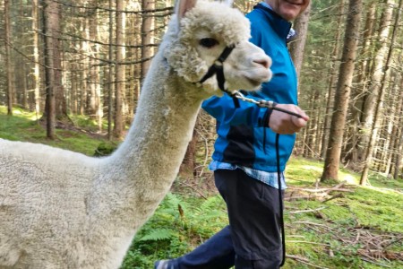 Alpakawanderung mit Karin