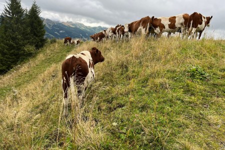 Wanderung mit Toni Senior vom Kieserl zum Fulseck