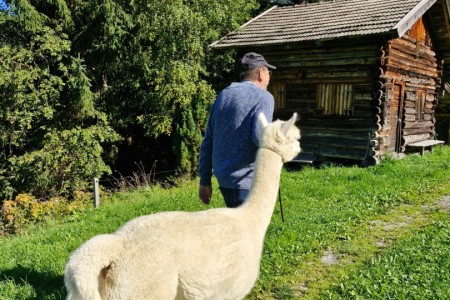 Alpakawanderung mit Karin