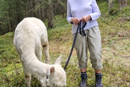 Alpakawanderung mit Karin