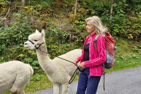 Alpakawanderung mit Karin