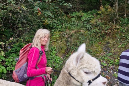 Alpakawanderung mit Karin