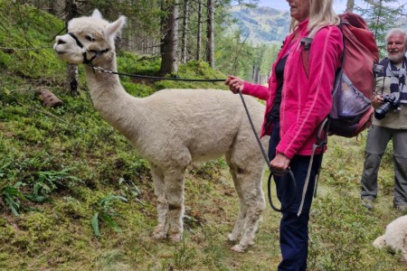 Alpakawanderung mit Karin
