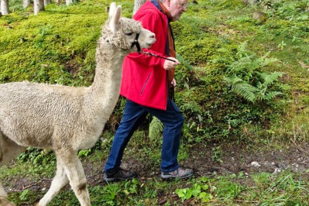 Alpakawanderung mit Karin