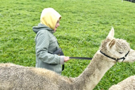 Alpakawanderung mit Karin