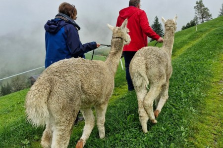 Alpakawanderung mit Karin