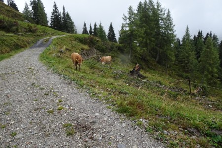 Wanderung mit Maria jun. von der Weißalm zur Loosbühelalm