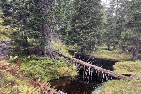 Wanderung mit Toni sen. im Rauriser Urwald