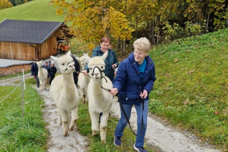 Alpakawanderung mit Karin